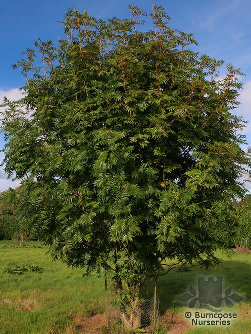 SORBUS   