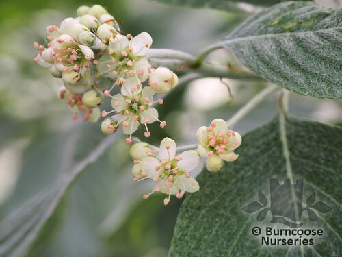 SORBUS wardii  