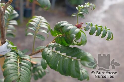 SORBUS 'Wisley Gold'  
