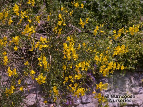 SPARTIUM   