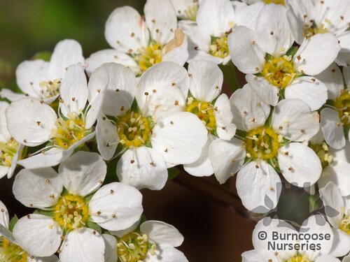 SPIRAEA cinerea 'Grefsheim' 