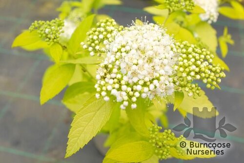 SPIRAEA japonica 'White Gold' 