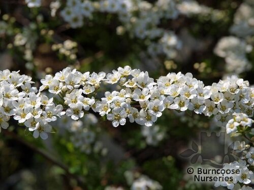 SPIRAEA 'Arguta'  
