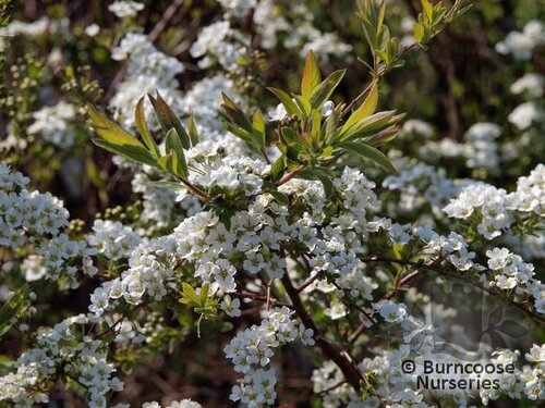 SPIRAEA   