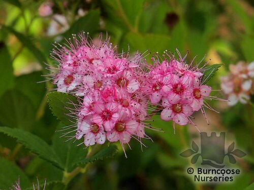 SPIRAEA japonica 'Little Princess' 