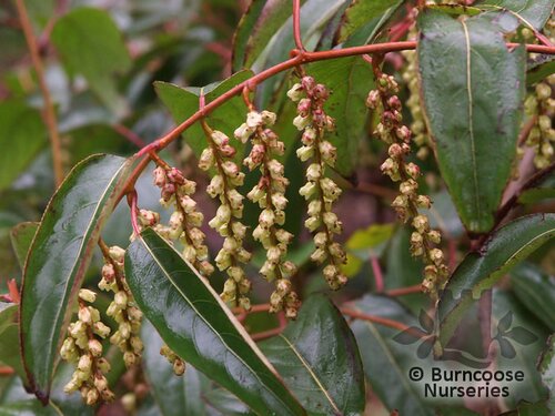 STACHYURUS salicifolius  