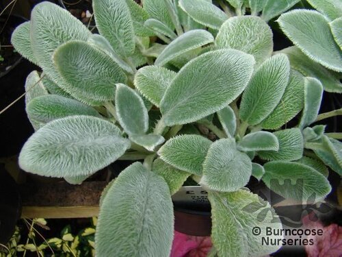 STACHYS   