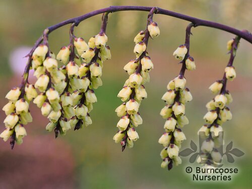 STACHYURUS praecox  