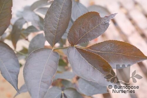 STAPHYLEA colchica 'Black Beauty' 