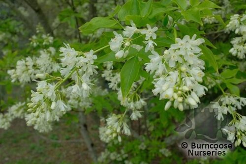 STAPHYLEA colchica  