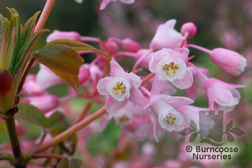 STAPHYLEA holocarpa var. 'Rosea' 