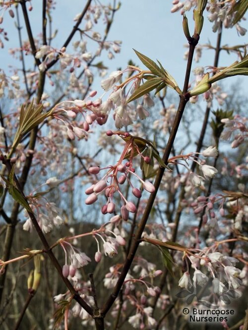 STAPHYLEA   