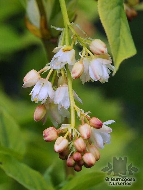 STAPHYLEA pinnata  