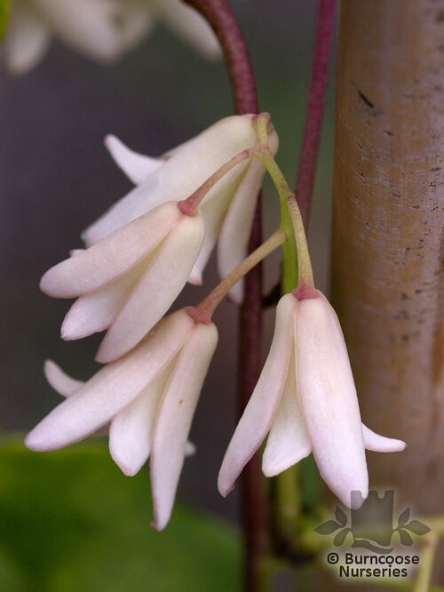 STAUNTONIA   