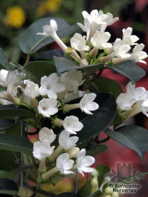 STEPHANOTIS floribunda  
