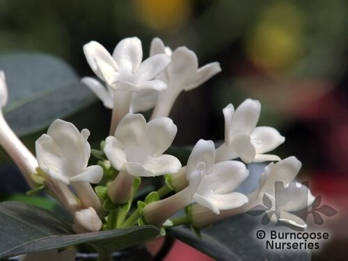 STEPHANOTIS   