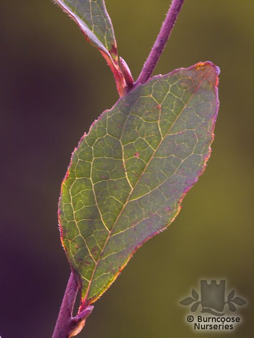 STEWARTIA monadelpha  