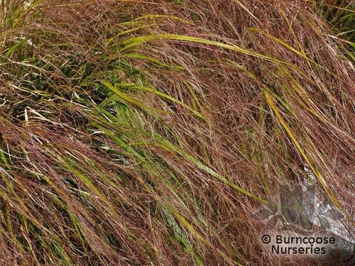 STIPA arundinacea  