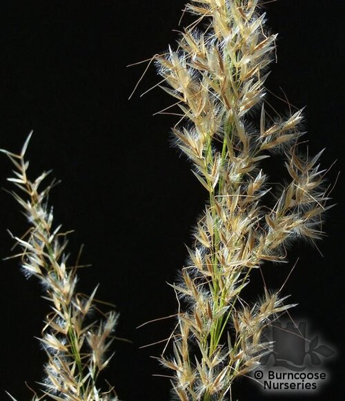STIPA calamagrostis  