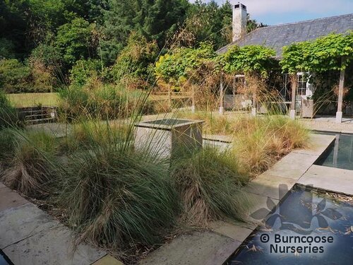 STIPA gigantea  