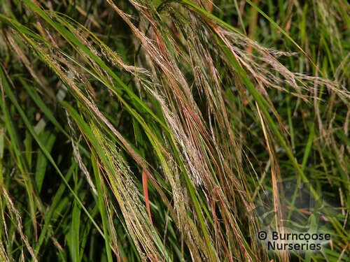 STIPA tenuissima  
