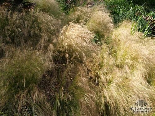 STIPA   