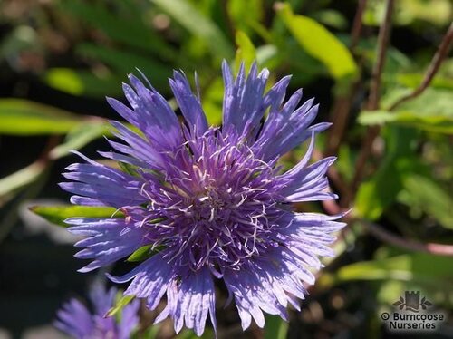 STOKESIA   