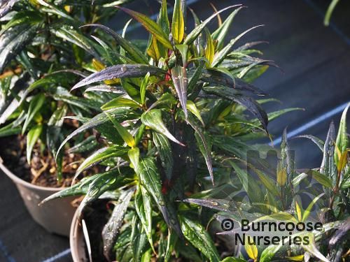 STROBILANTHES anisophyllus 'Assam' 
