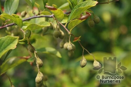 STYRAX confusus  
