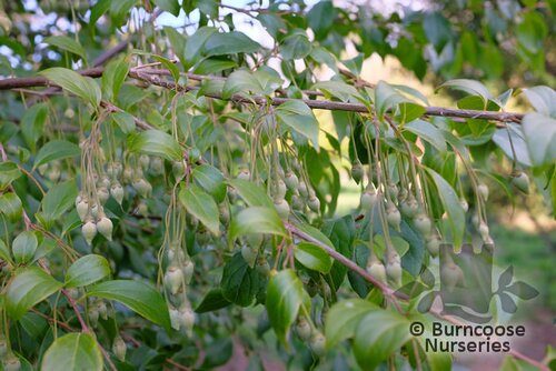 Styrax Formosanus Var. Formosanus from Burncoose Nurseries