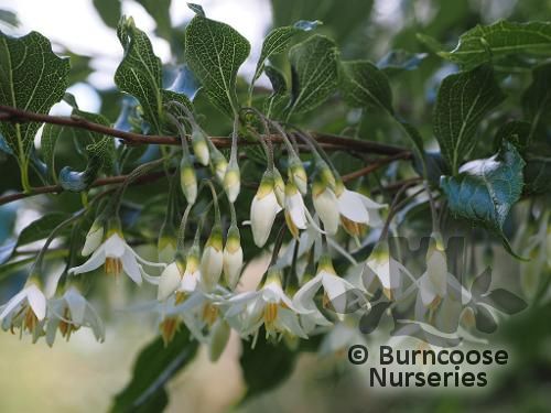STYRAX formosanus var. hayatiana 