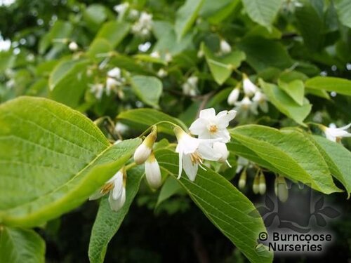 STYRAX hemsleyanus  