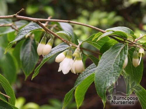 STYRAX hookeri  