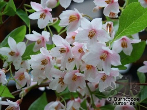 STYRAX japonicus 'Pink Chimes' 