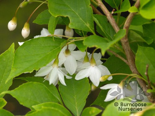 STYRAX japonicus 'Fargesii' 
