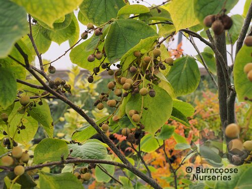 STYRAX obassia  