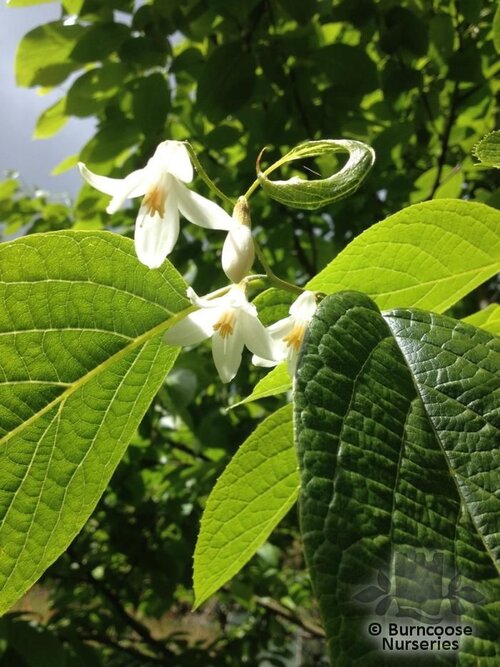 STYRAX odoratissimus  
