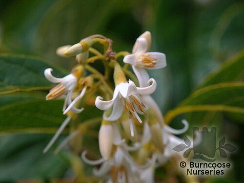 STYRAX officinalis  