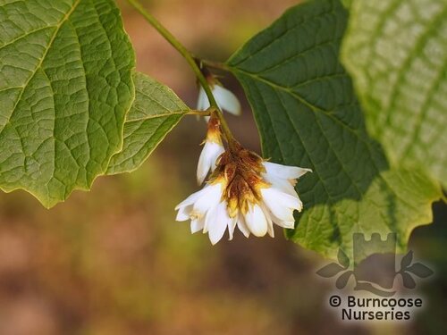 STYRAX shiraianus  