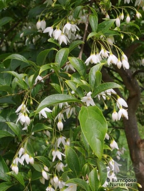 STYRAX wuyuanensis  