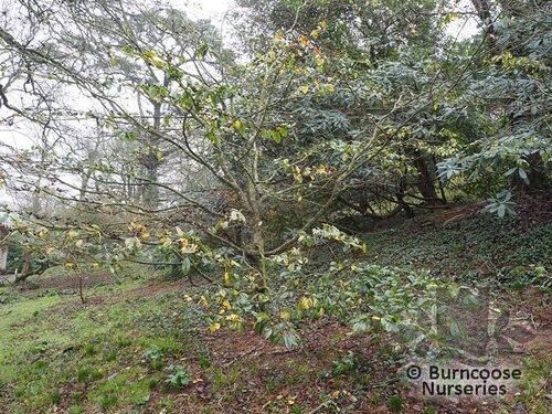 x SYCOPARROTIA   