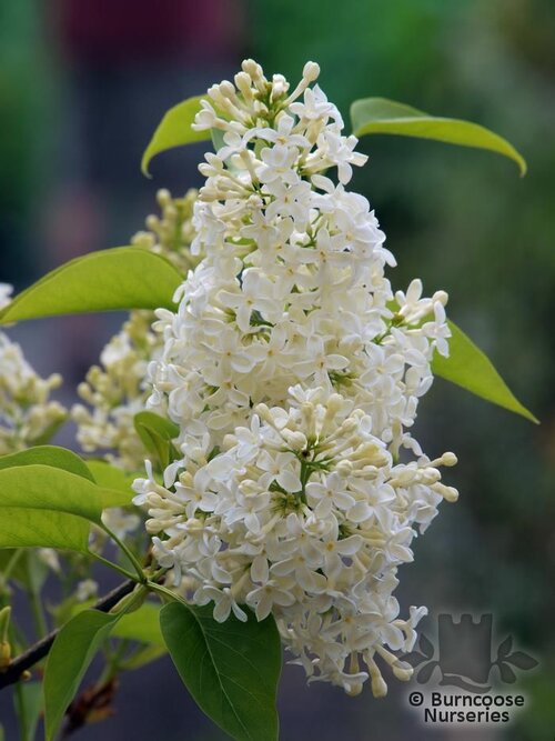 SYRINGA vulgaris 'Primrose' 