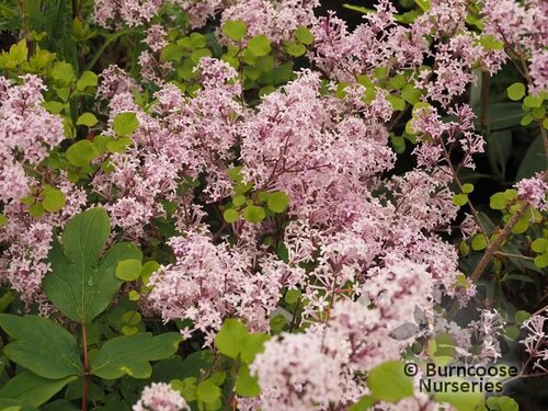 SYRINGA meyeri 'Palibin' 
