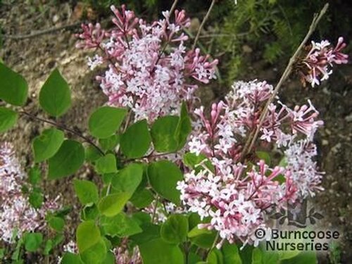 SYRINGA   