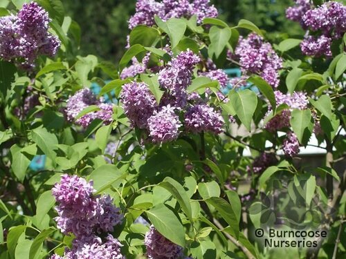 SYRINGA x hyacinthiflora 'Sweetheart' 