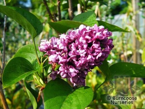 SYRINGA vulgaris 'Charles Joly' 