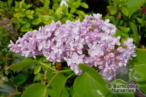 SYRINGA vulgaris 'Carpe Diem' 