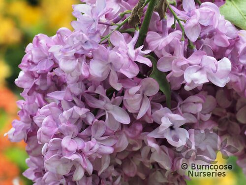 SYRINGA vulgaris 'Katherine Havemeyer' 