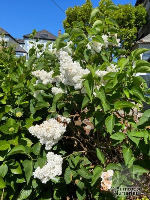 SYRINGA vulgaris 'Madame Lemoine' 