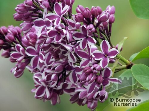 SYRINGA vulgaris 'Sensation' 